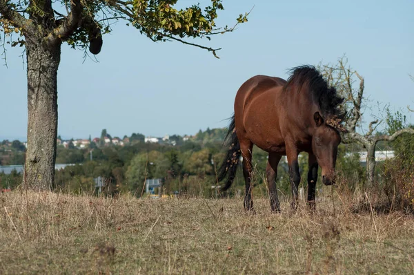 Portrait Chevaux Bruns Pâturant Dans Une Prairie — Photo