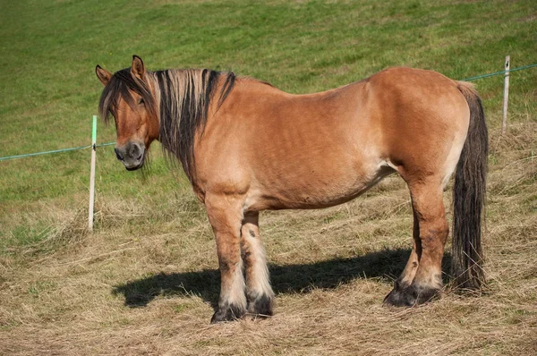 Portrait Brown Horse Grazing Meadow — Stock Photo, Image