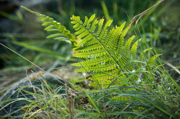 Primo Piano Foglie Felce Nella Foresta — Foto Stock