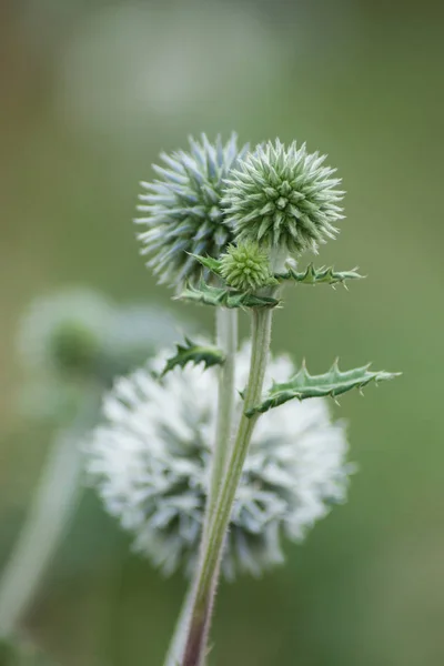 Closeup Autumnal Thistles Field — Stock Photo, Image