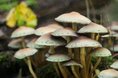 Ormanda bir grup mantar