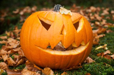 Cadılar Bayramı Balkabağı sonbahar ormanın içinde closeup 