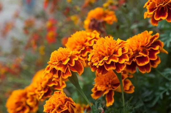 Closeup Orange Marigolds Public Garden — Stock Photo, Image