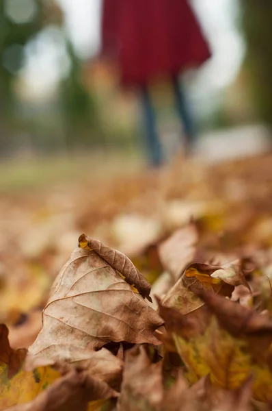 Detailní Záběr Podzimní Listy Silnici Ženou Chůzi Pozadí — Stock fotografie