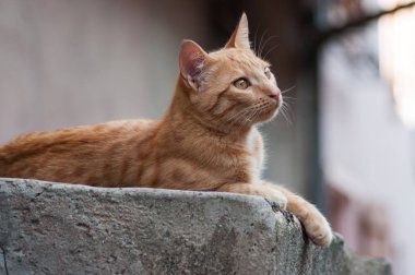 açık uzakta sokağa bakan zencefil kedi portresi