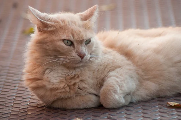 Zencefil Angora Kedi Açık Uzakta Sokakta Bakarak Yalan Portresi — Stok fotoğraf