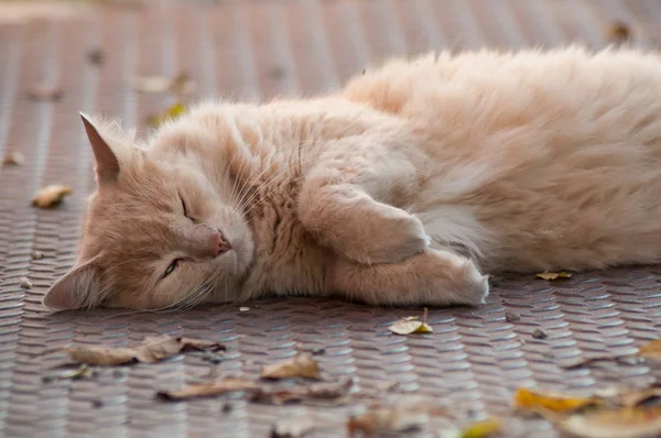 Ritratto Ginger Angora Cat Sdraiato All Aperto Strada — Foto Stock