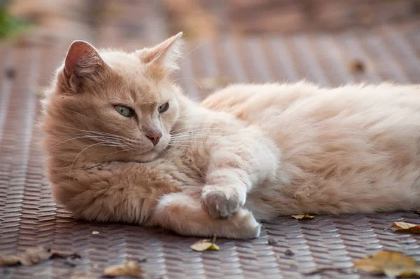 Zencefil Angora Kedi Açık Uzakta Sokakta Bakarak Yalan Portresi — Stok fotoğraf
