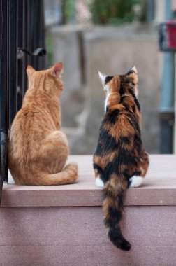 açık uzakta sokağa bakan iki kedi portresi