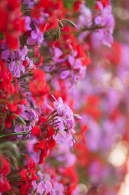 portre renkli Sardunya arka plan