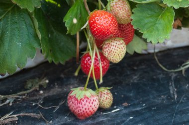 çilek yeşil bir evde closeup
