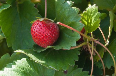 çilek yeşil bir evde closeup