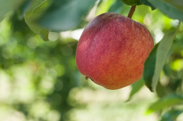 Closeup Red Apple Apple Tree Green House — Stock Photo, Image