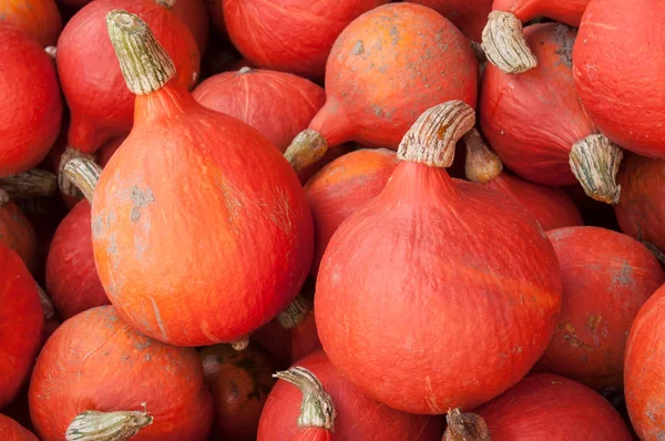 Primer Plano Del Grupo Calabazas Para Halloween —  Fotos de Stock