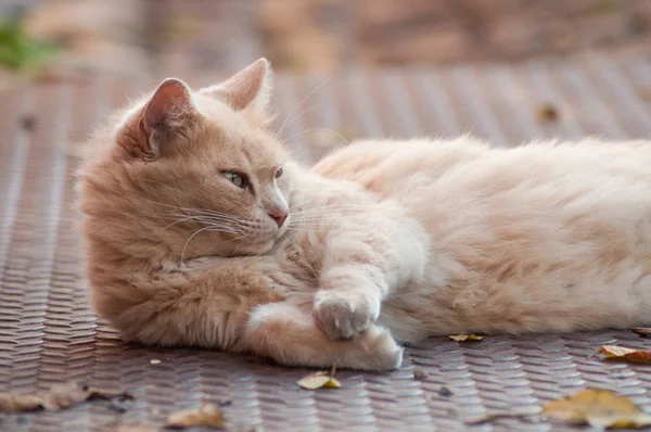 Ritratto Ginger Angora Cat Sdraiato All Aperto Distogliendo Sguardo Strada — Foto Stock