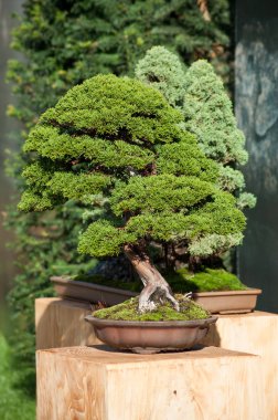 Ardıç bonsai bir Japon bahçesi içinde closeup