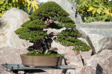 bir Japon Bahçesi yew bonsai closeup