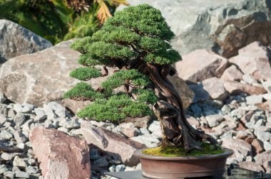 Ardıç bonsai bir Japon bahçesi içinde closeup