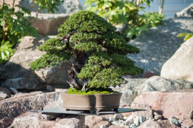 bir Japon Bahçesi yew bonsai closeup