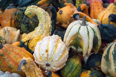 Cadılar Bayramı dekorasyon için çeşitli kabaklar closeup