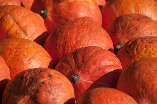 Primer Plano Del Grupo Calabazas Para Halloween —  Fotos de Stock