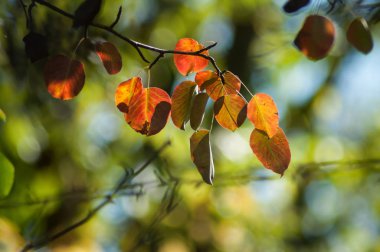 sonbahar yaprakları ışık ışını closeup 
