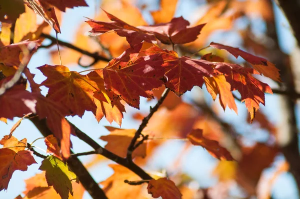 Zbliżenie Promień Światła Maple Jesiennych Liści — Zdjęcie stockowe