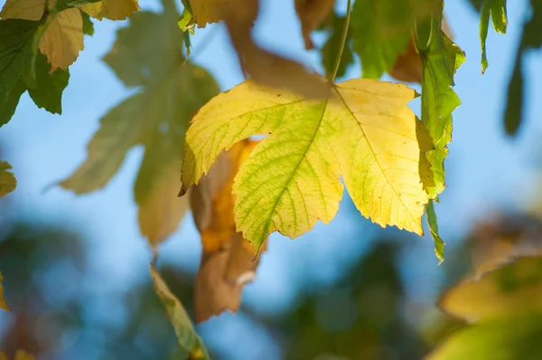 Nahaufnahme Von Herbstlichen Ahornblättern Auf Blauem Himmel Hintergrund — Stockfoto