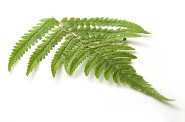 Beyaz arkaplanda eğreltiotu yaprağının yakınlaştırılması