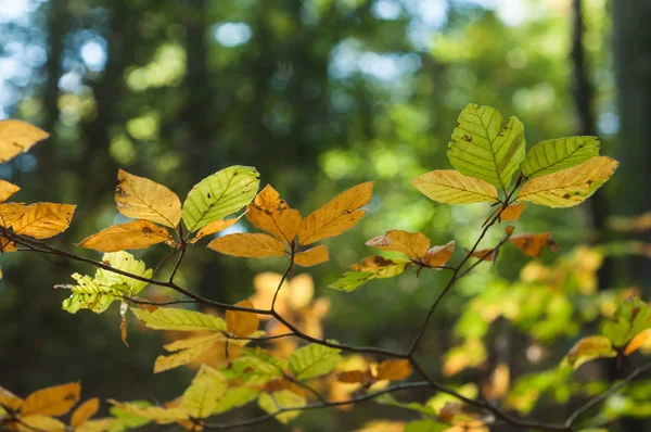 Nahaufnahme Von Sonnenlicht Herbstlichen Buchenblättern Wald — Stockfoto