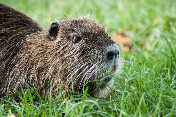 Portré Nutria Fűben — Stock Fotó