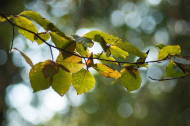 Sonbahar kayın ışığında closeup ormanda bırakır