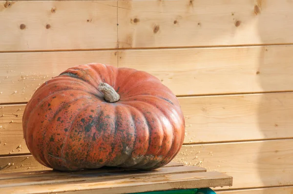 Primer Plano Calabaza Banco Madera — Foto de Stock