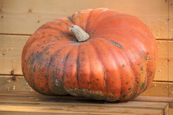 Närbild Pumpa Träbänk — Stockfoto