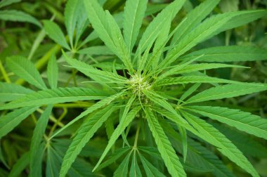 Bir tarlada kenevir yapraklarının yakın çekimi