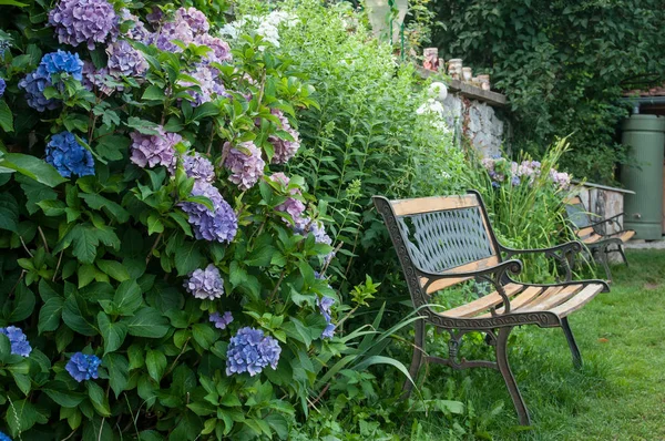Purple Hortentia Wooden Bench Public Garden — Stock Photo, Image