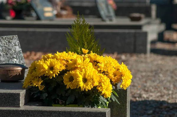 Närbild Gula Krysantemum Graven Kyrkogården — Stockfoto