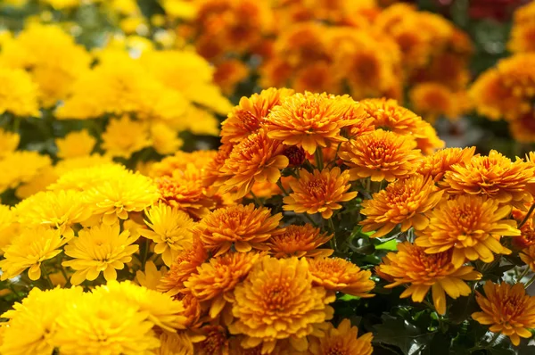 Closeup Colorful Chrysanthemums Gardening Store — Stock Photo, Image