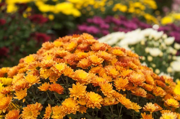 Closeup Colorful Chrysanthemums Gardening Store — Stock Photo, Image