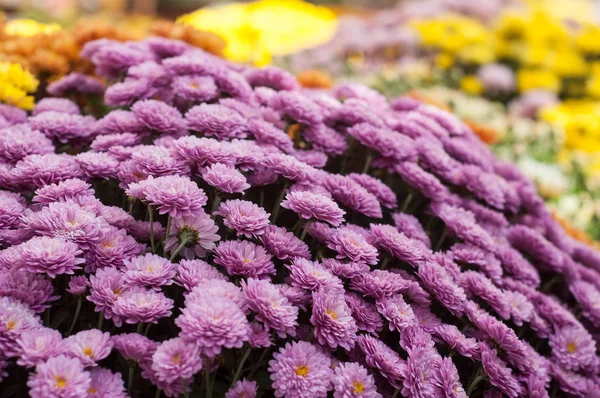 Closeup Colorful Chrysanthemums Gardening Store — Stock Photo, Image