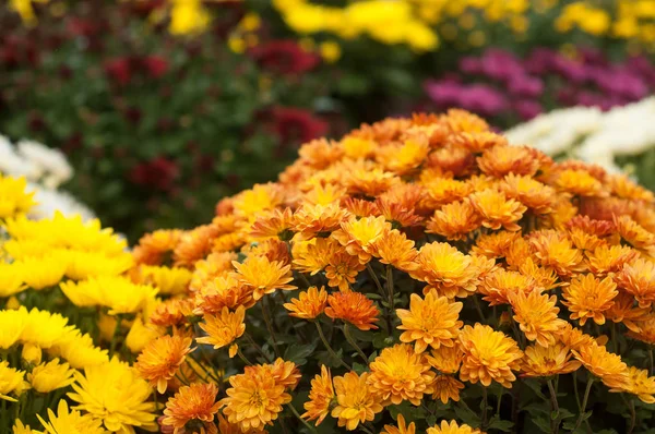 Closeup Colorful Chrysanthemums Gardening Store — Stock Photo, Image