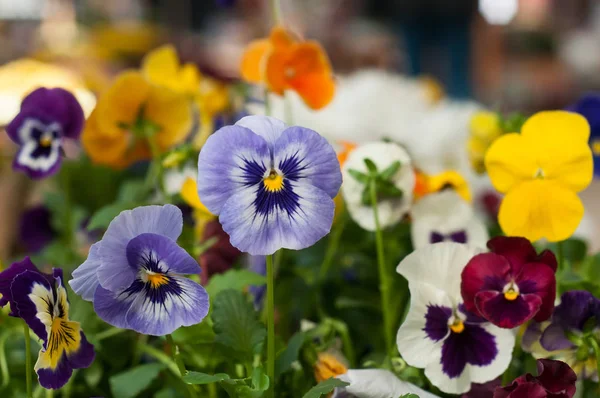 Closeup Colorful Viola Gardening Store — Stock Photo, Image