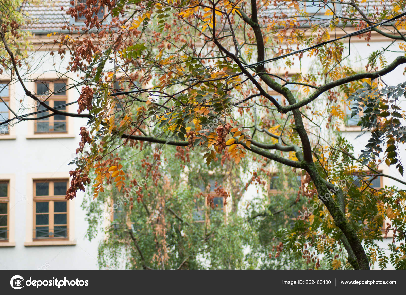 Closeup Autumnal Leaves Golden Rain Tree Koelreuteria Paniculata Stock Photo C Neydtstock 222463400