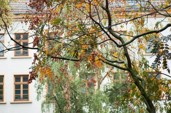 Detailní Záběr Podzimní Listy Stromě Zlatý Déšť Koelreuteria Paniculata — Stock fotografie