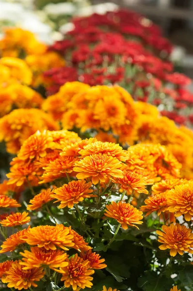 Detailní Barevné Chryzantémy Zahradničení Obchodě — Stock fotografie