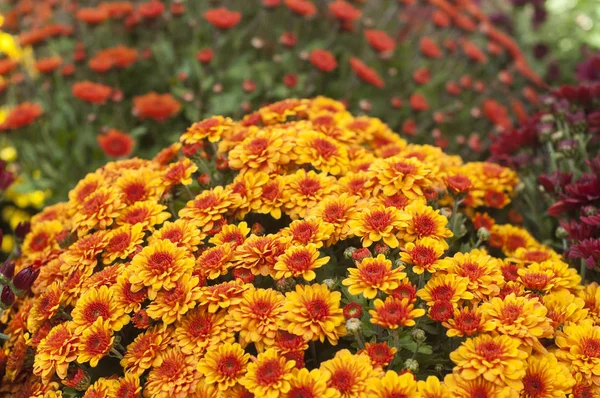 Gros Plan Chrysanthèmes Colorés Magasin Jardinage — Photo