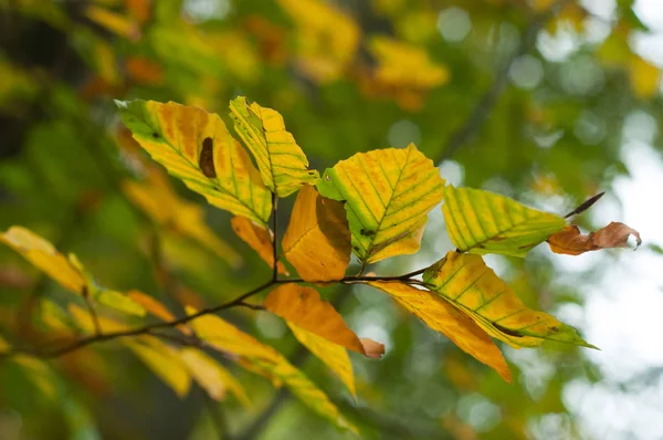 Nahaufnahme Herbstlicher Buchenblätter Wald — Stockfoto