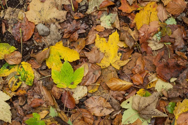 Texture Des Feuilles Automnales Tombant Sur Sol Dans Forêt — Photo