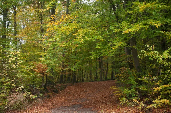 Camino Bosque Otoño — Foto de Stock