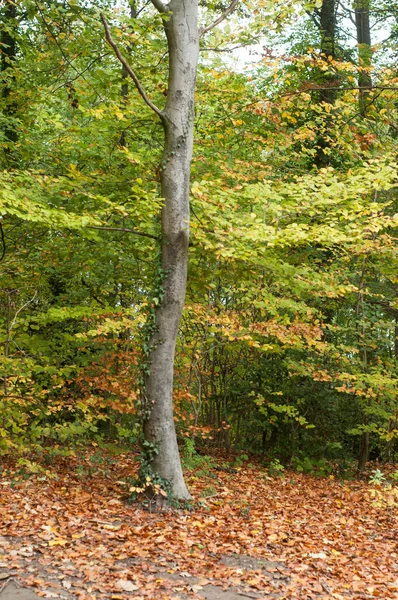 Bela Árvore Com Folhas Hera Floresta Outonal — Fotografia de Stock